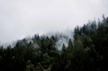 Green Foggy Forest Wall Mural-Wall Mural-Eazywallz