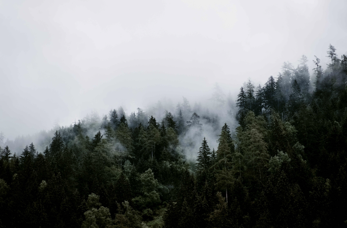 Green Foggy Forest Wall Mural-Wall Mural-Eazywallz