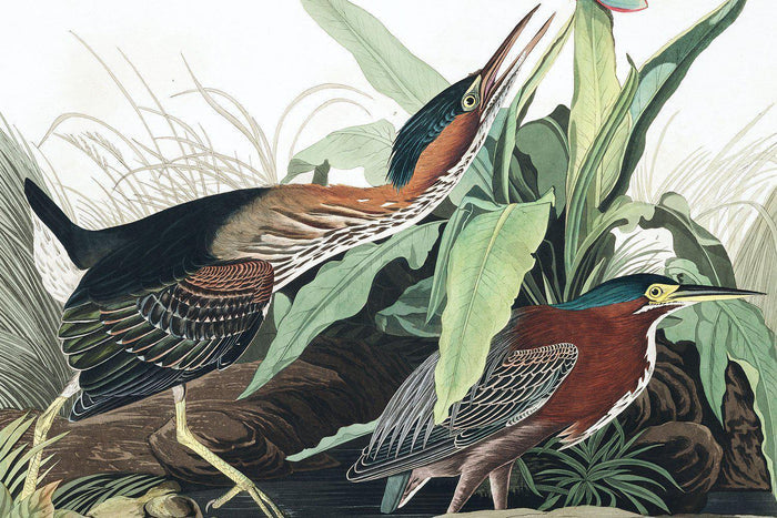 Green Heron Wall Mural-Wall Mural-Eazywallz