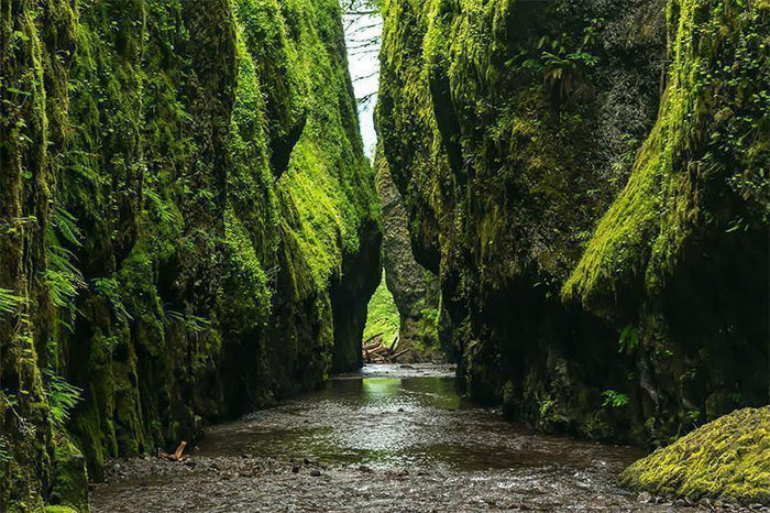 Green River Ravine Wall Mural-Wall Mural-Eazywallz