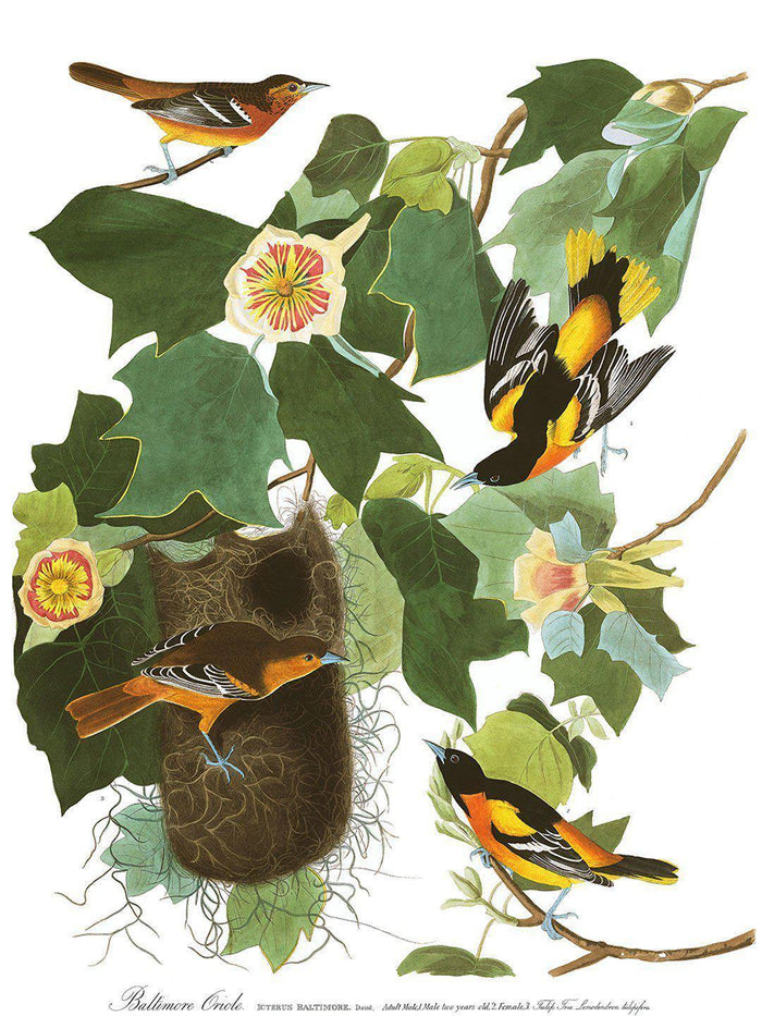 Group of Orioles Wallpaper Mural-Wall Mural-Eazywallz