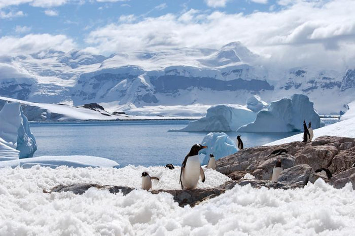 Group of penguins Wall Mural-Wall Mural-Eazywallz