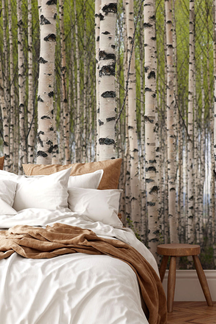 Grove of Birch Trees