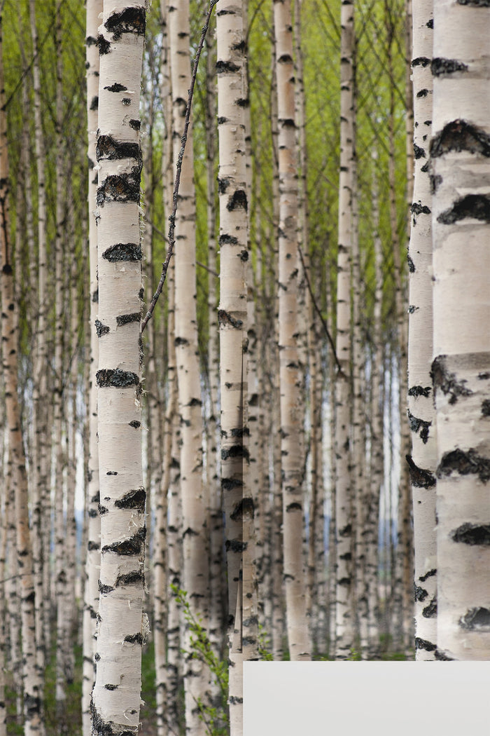 Grove of Birch Trees