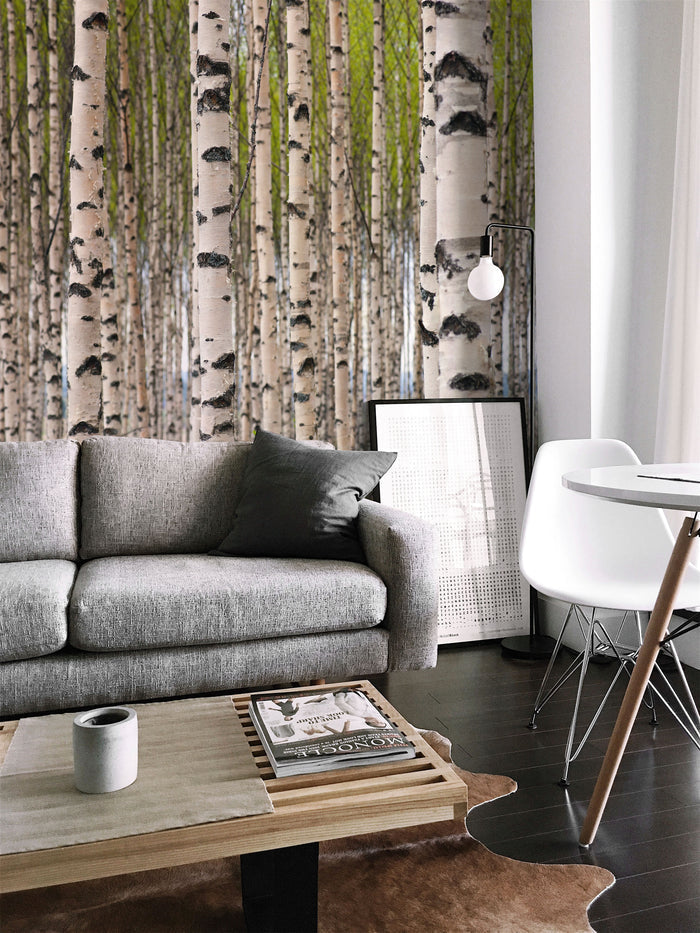Grove of Birch Trees