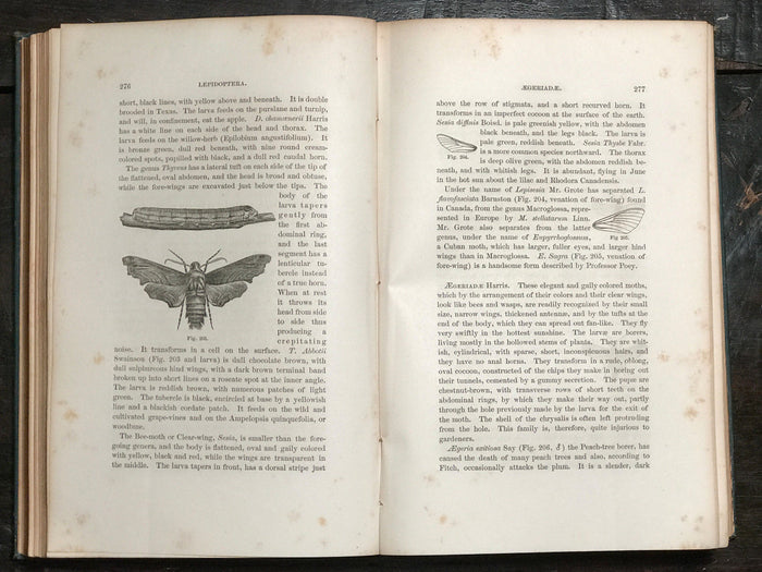 GUIDE TO THE STUDY OF INSECTS, Dr. A.S. Packard 1883, NATURAL HISTORY ENGRAVINGS