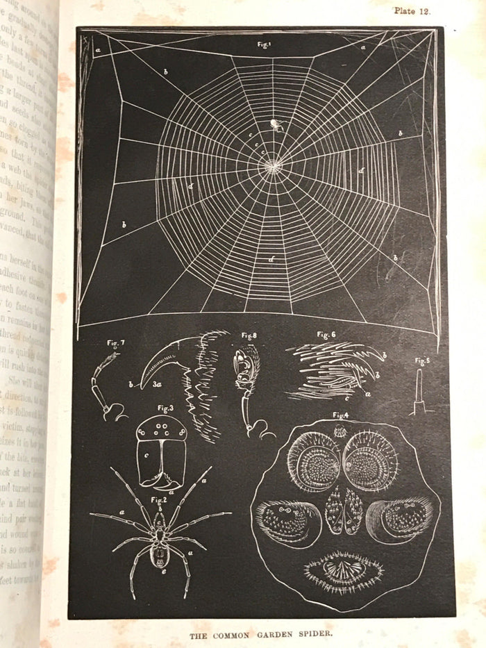 GUIDE TO THE STUDY OF INSECTS, Dr. A.S. Packard 1883, NATURAL HISTORY ENGRAVINGS