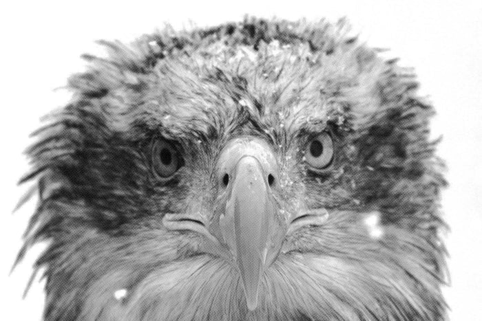 Halftone Bald Eagle Wall Mural-Wall Mural-Eazywallz