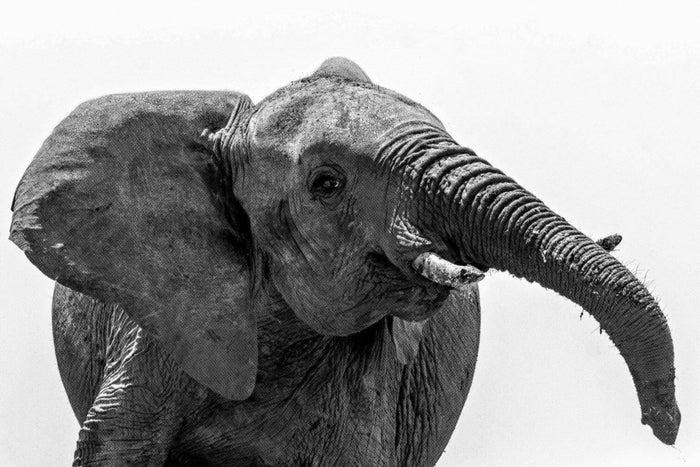 Halftone Happy Elephant Wall Mural-Wall Mural-Eazywallz