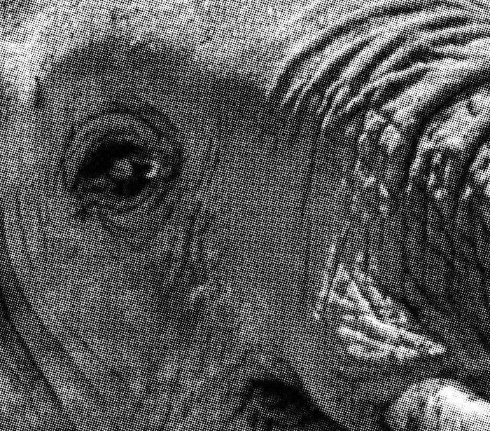 Halftone Happy Elephant Wall Mural-Wall Mural-Eazywallz