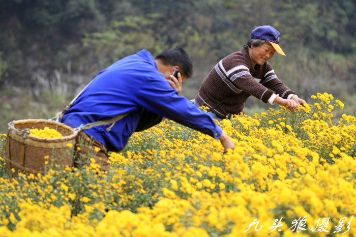 Huang Shan "Emperor's Yellow Chrysanthemum" Flower Tea | Yunnan Sourcing Tea Shop