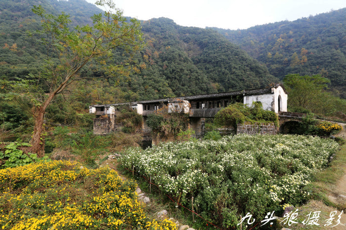 Huang Shan "Emperor's Yellow Chrysanthemum" Flower Tea | Yunnan Sourcing Tea Shop