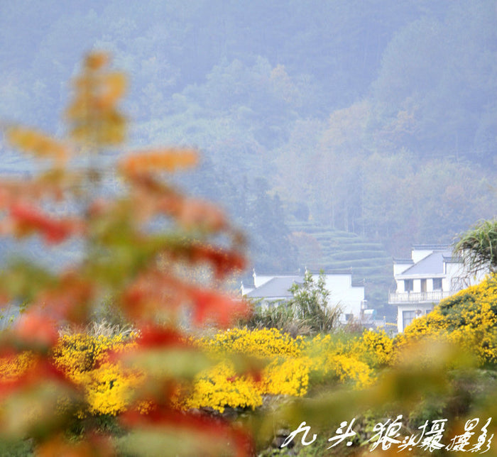 Huang Shan "Emperor's Yellow Chrysanthemum" Flower Tea | Yunnan Sourcing Tea Shop