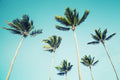 Isolated Palm Trees Wall Mural-Wall Mural-Eazywallz