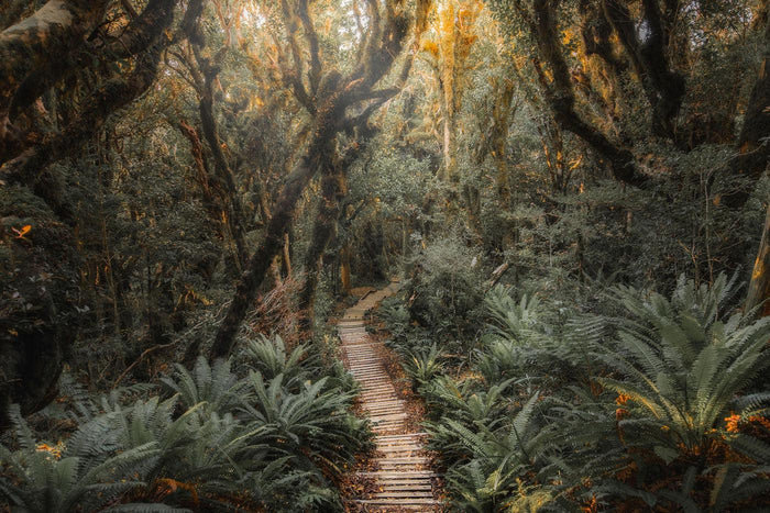 Jungle Path 2 Wall Mural-Wall Mural-Eazywallz