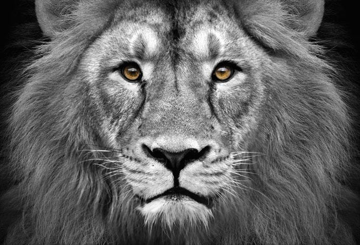 Lion Head Wall Mural Wall Mural-Wall Mural-Eazywallz