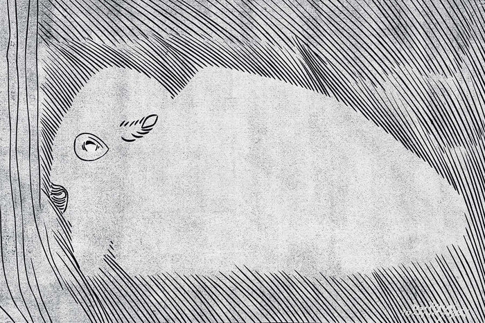 Lying Bison Wall Mural-Wall Mural-Eazywallz