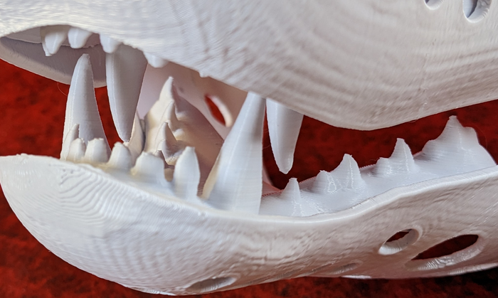 Medium Carnivore Realistic Style Jawset