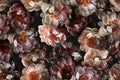 Midnight Floral / Vol 1