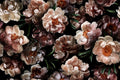 Midnight Floral / Vol 2