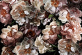 Midnight Floral / Vol 3