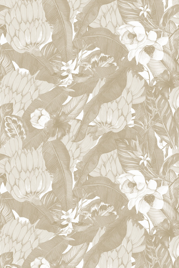 Musa / Cream