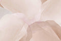 Natural Creme Abstract Wall Mural-Wall Mural-Eazywallz
