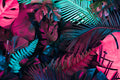 Neon Forest