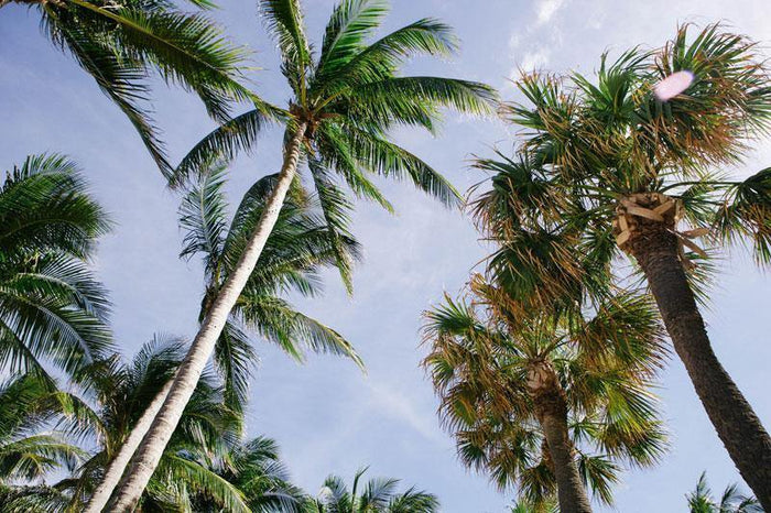 Palm Tree Island Wall Mural-Wall Mural-Eazywallz