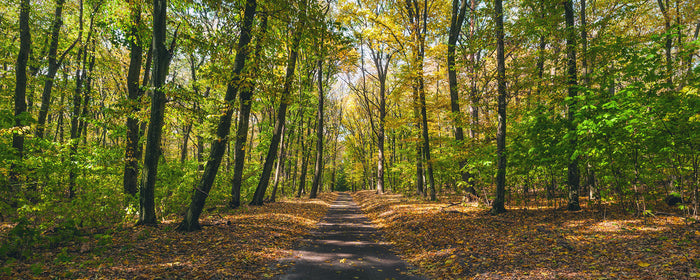 Panoramic Forest Path Wall Mural