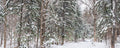 Panoramic Snowy Forest 2 Wall Mural