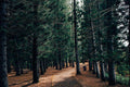 Pathway Through Park Forest Wall Mural-Wall Mural-Eazywallz