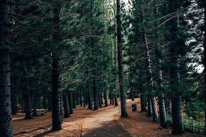 Pathway Through Park Forest Wall Mural-Wall Mural-Eazywallz