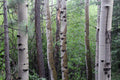 Pine Forest Wall Mural-Wall Mural-Eazywallz