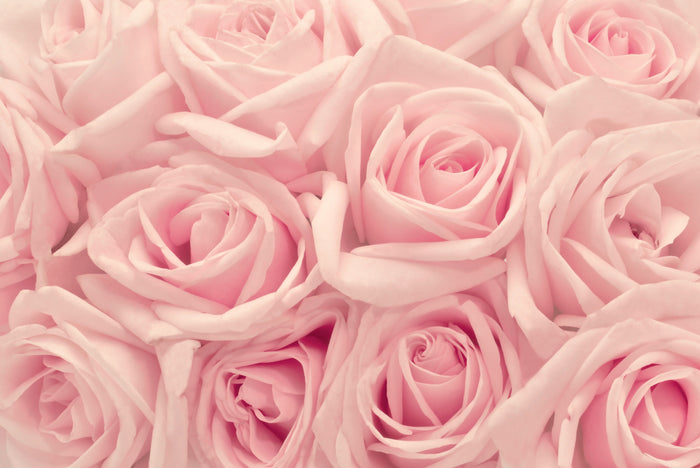 Pink Blush Bloom