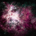 Pink Cosmos Wall Mural-Wall Mural-Eazywallz