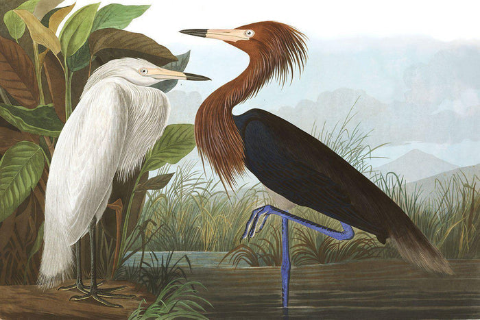 Purple Heron Wall Mural-Wall Mural-Eazywallz