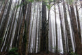 Redwood Forest Wallpaper Mural-Wall Mural-Eazywallz