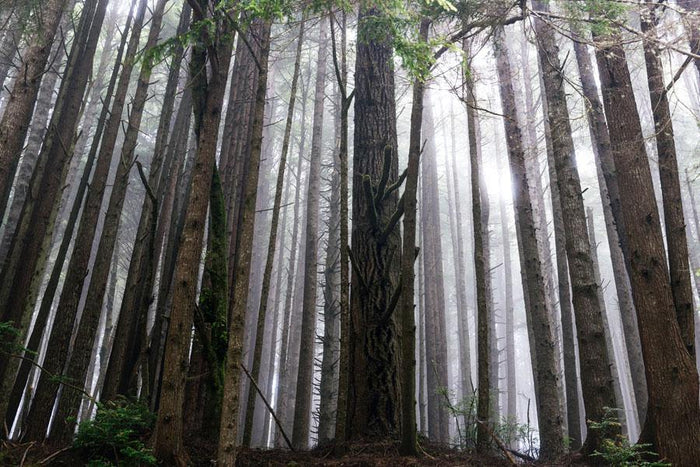 Redwood Forest Wallpaper Mural-Wall Mural-Eazywallz