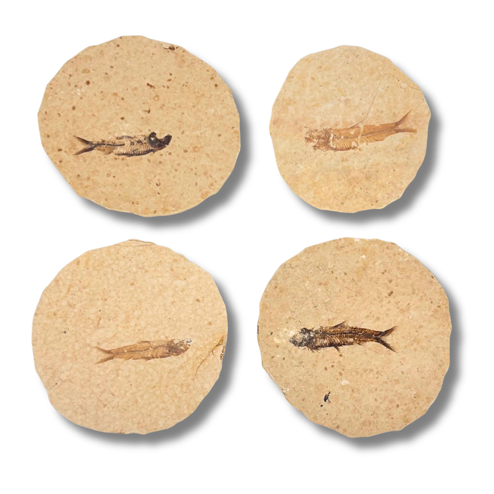 Rounded Fossil Fish $39.99