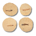 Rounded Fossil Fish $39.99