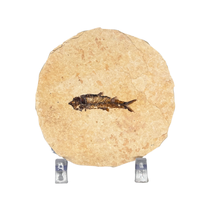 Rounded Fossil Fish $39.99