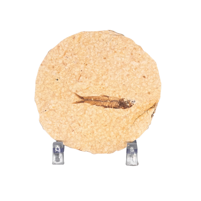 Rounded Fossil Fish $39.99