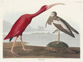 Scarlit Hibis Bird Wall Mural-Wall Mural-Eazywallz