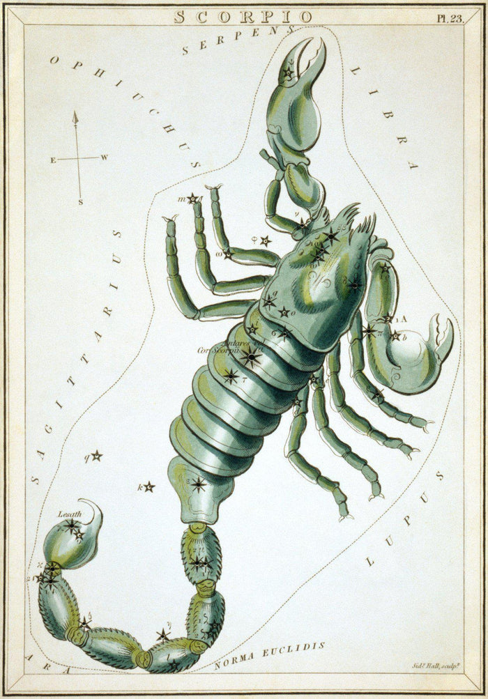 Scorpio Wall Mural-Wall Mural-Eazywallz