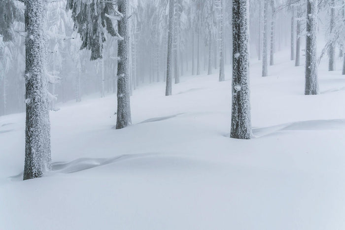 Silver Winter Forest Wall Mural-Wall Mural-Eazywallz