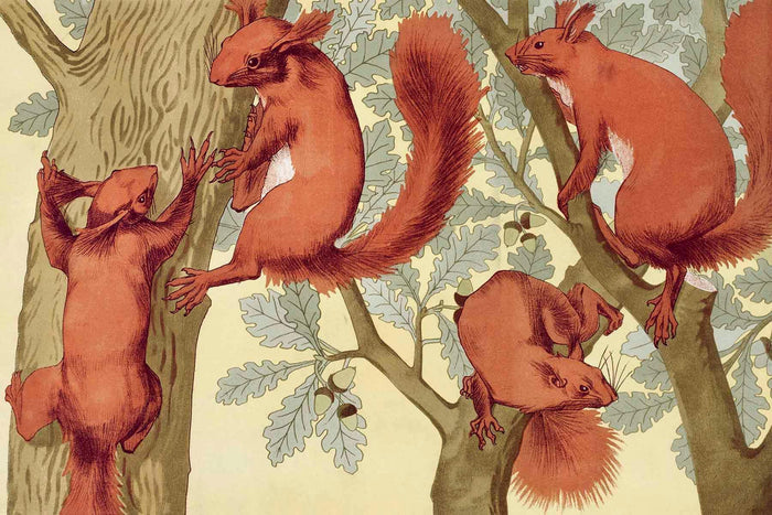 Squirrel Animal Art Decor Wall Mural-Wall Mural-Eazywallz