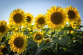 Sunflower Field Wall Mural-Wall Mural-Eazywallz
