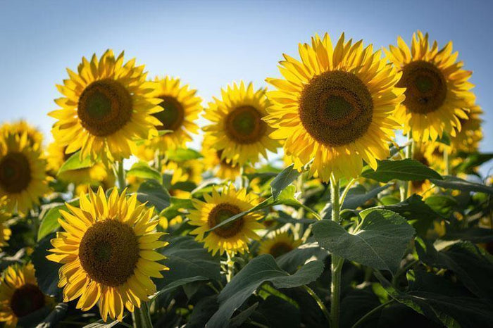 Sunflower Field Wall Mural-Wall Mural-Eazywallz