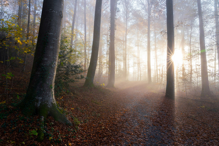 Sylva Path
